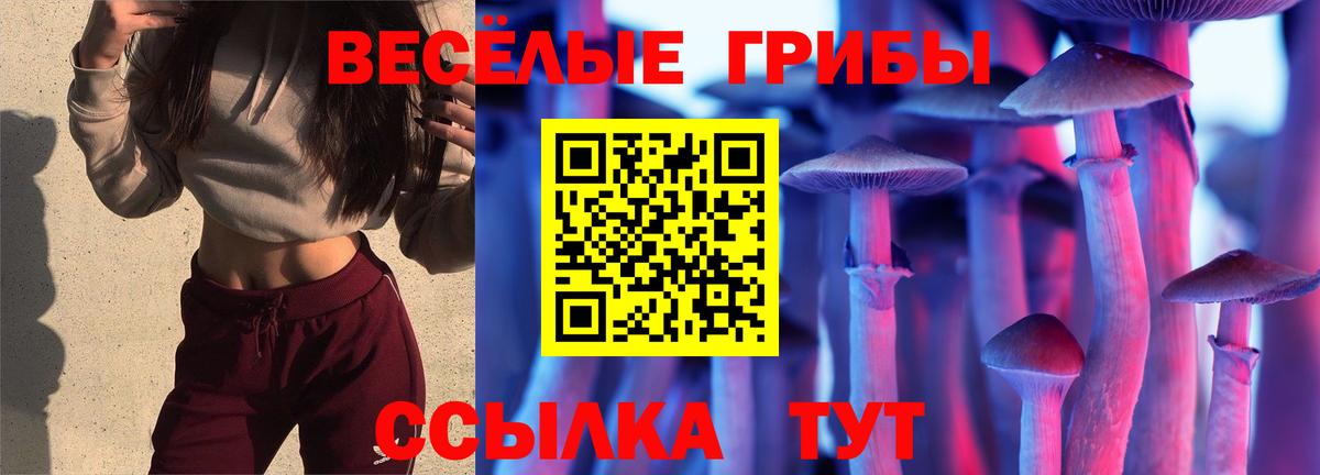 Кохма  Псилоцибиновые грибы прущие грибы  Вход с VPN  Псилоцибиновые грибы GOLDEN TEACHER 